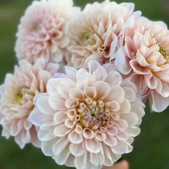 Dālija 'Sweet Nathalie', 1 gums